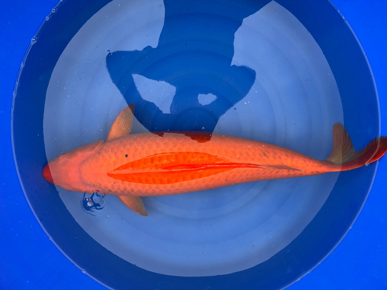 Red karashigoi ( koi) te koop, Karper of Koi