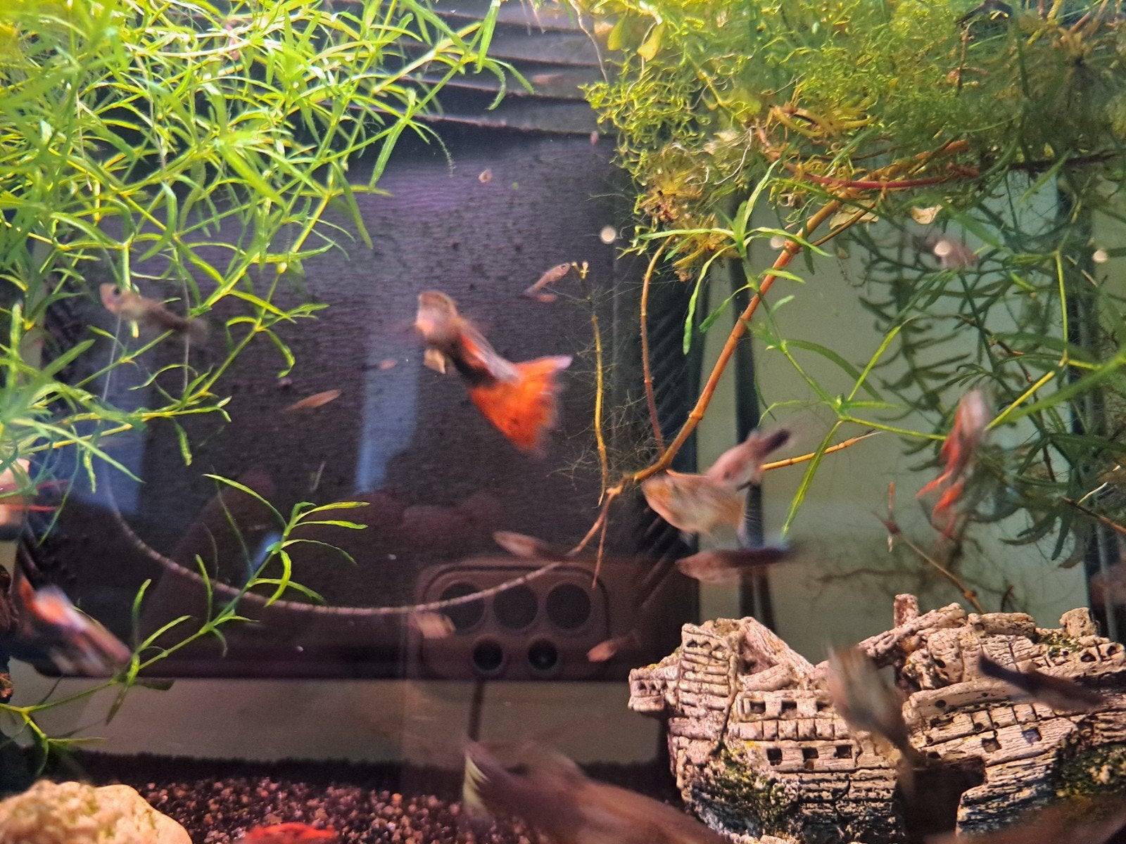Guppies, Dieren en Toebehoren, Vissen | Aquariumvissen, Vis