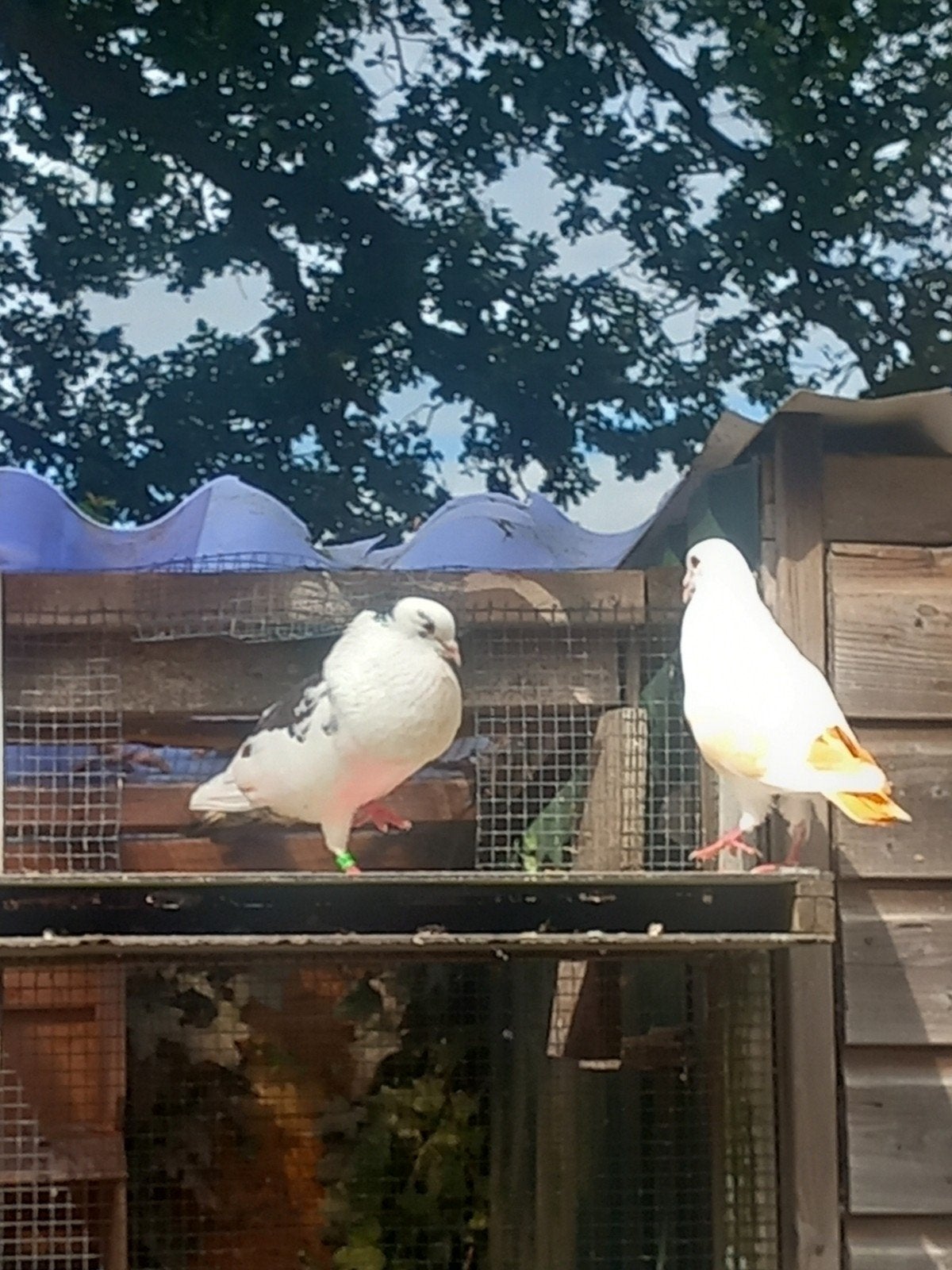 sierduiven kroppers lokkers Haagse tilduif, Dieren en Toebehoren, Vogels | Duiven, Meerdere dieren, Kropper