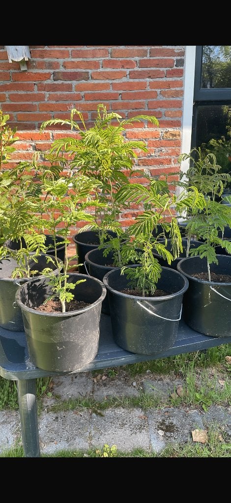 Perzische Slaapboom (Albizia Julibrissin), diverse maten!, Tuin en Terras, Planten | Bomen, Overige soorten, Minder dan 100 cm