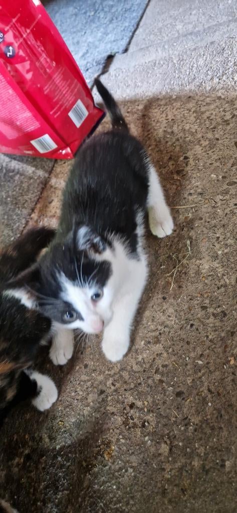 Boe4derij poes, Dieren en Toebehoren, Katten en Kittens | Overige Katten, Poes