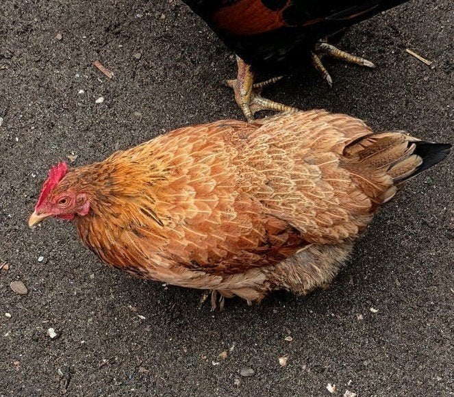 Broedse kip die graag op het nest zit, precies 21 dagen..., Vrouwelijk, Kip