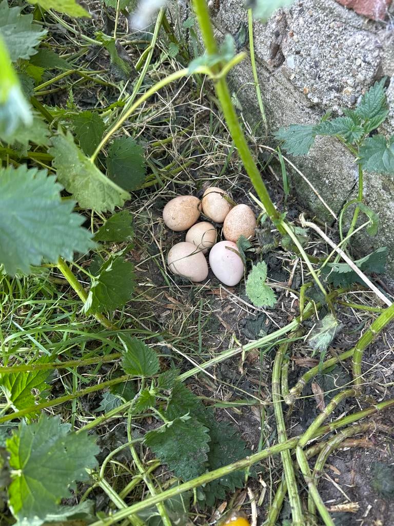 Broedeieren parelhoenders, Dieren en Toebehoren, Ophalen, Nieuw, Overige typen