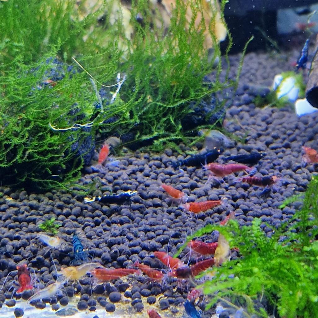 Foto 20 van Skittles caridina garnalen bezorging mix 10+5 gratis!