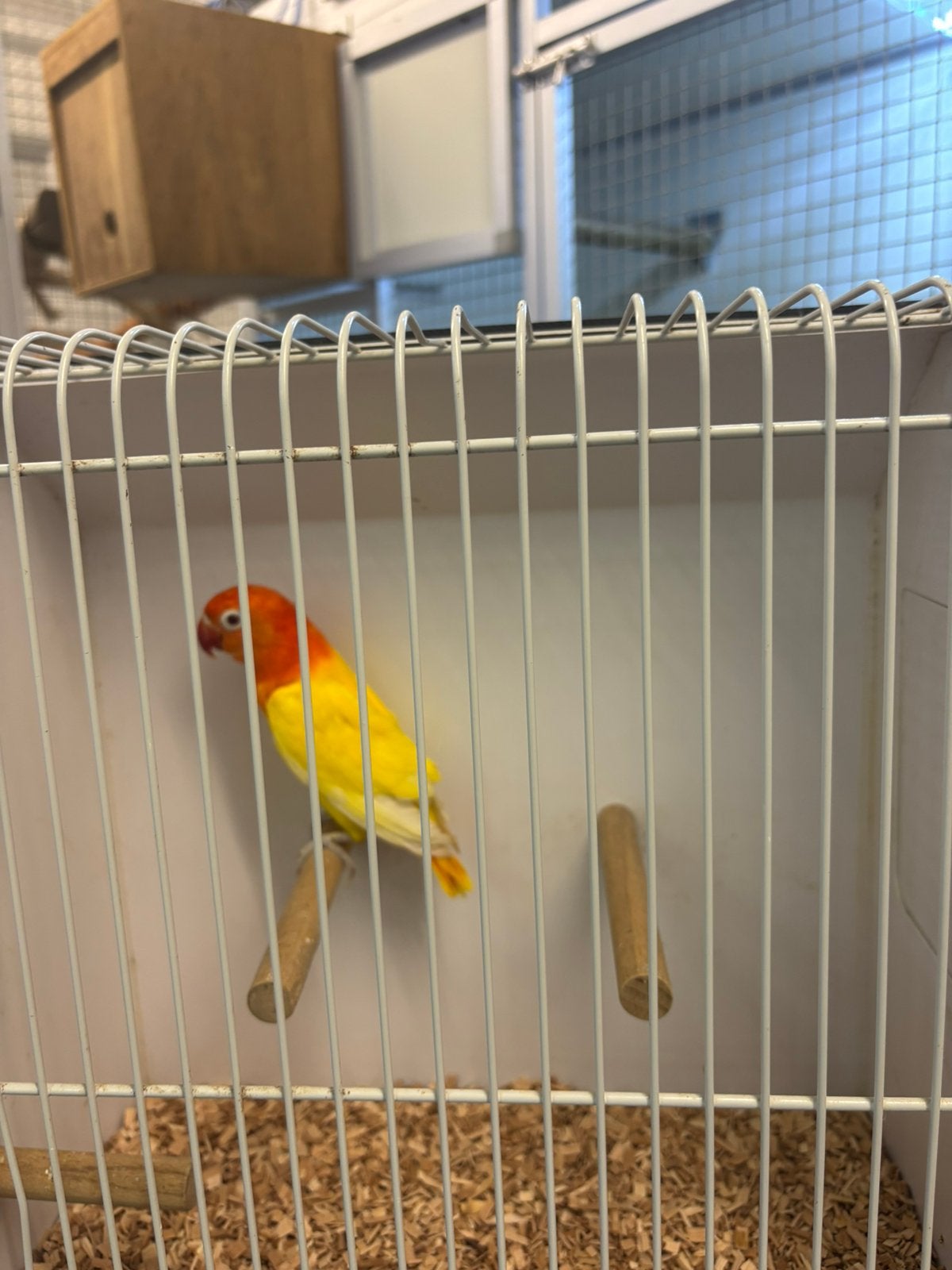 Lutino opaline fischeri, Dieren en Toebehoren, Vrouwelijk