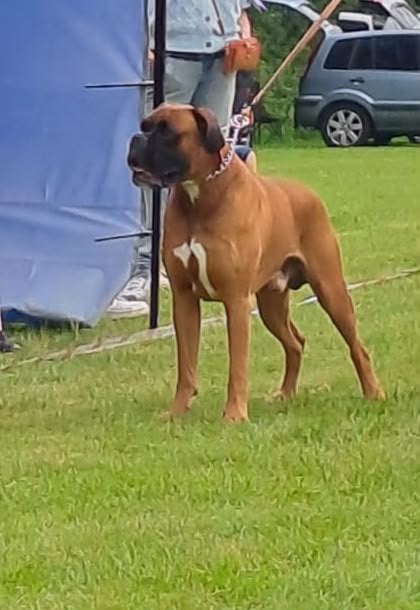 Boxer dekreu, 6 jaar of ouder, Reu, Parvo, Eén hond