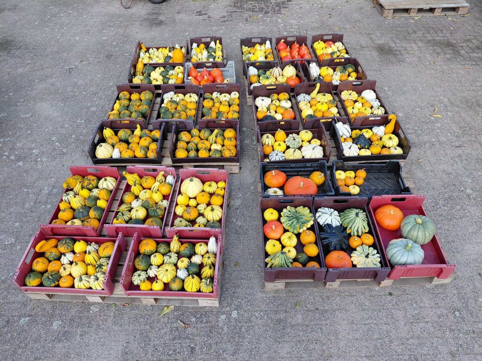Pompoenen sier - eetbaar en Halloween., Ophalen, Nieuw