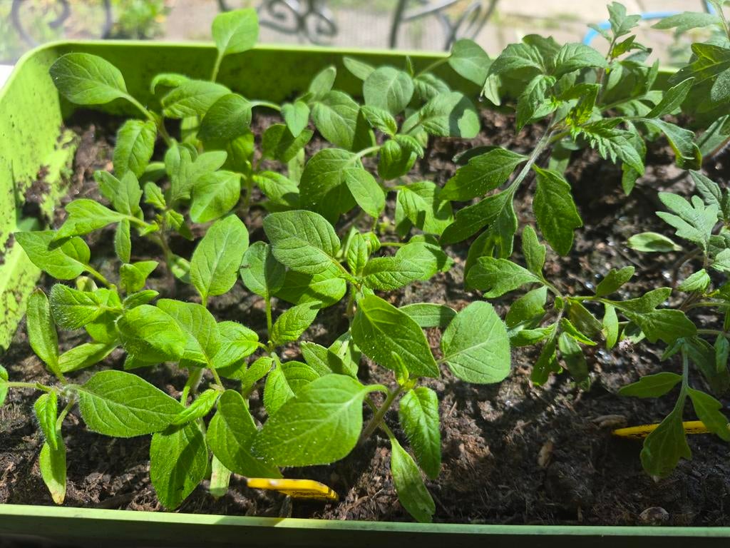 Diverse tomatenplanten: Zebra groen, Gele groot., Tuin en Terras, Ophalen, Volle zon, Groenteplanten, Eenjarig