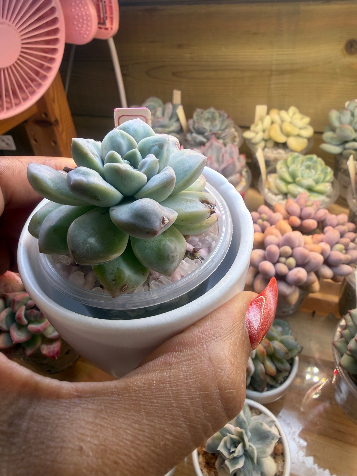Echeveria Doctor Strange - 6cm succulent, Overige soorten, Volle zon, Vaste plant, Verzenden