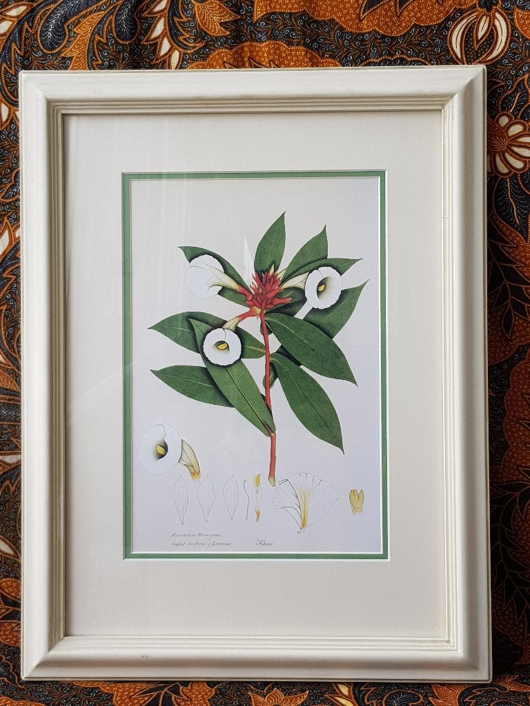 Mooie antieke ingelijste Engelse litho van Monandria 43,5 cm