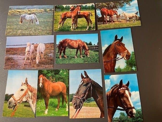 Ansichtkaarten dieren wo paarden, honden katten vanaf € 1,20, Verzamelen, Ophalen of Verzenden, 1980 tot heden, Gelopen, Overige soorten