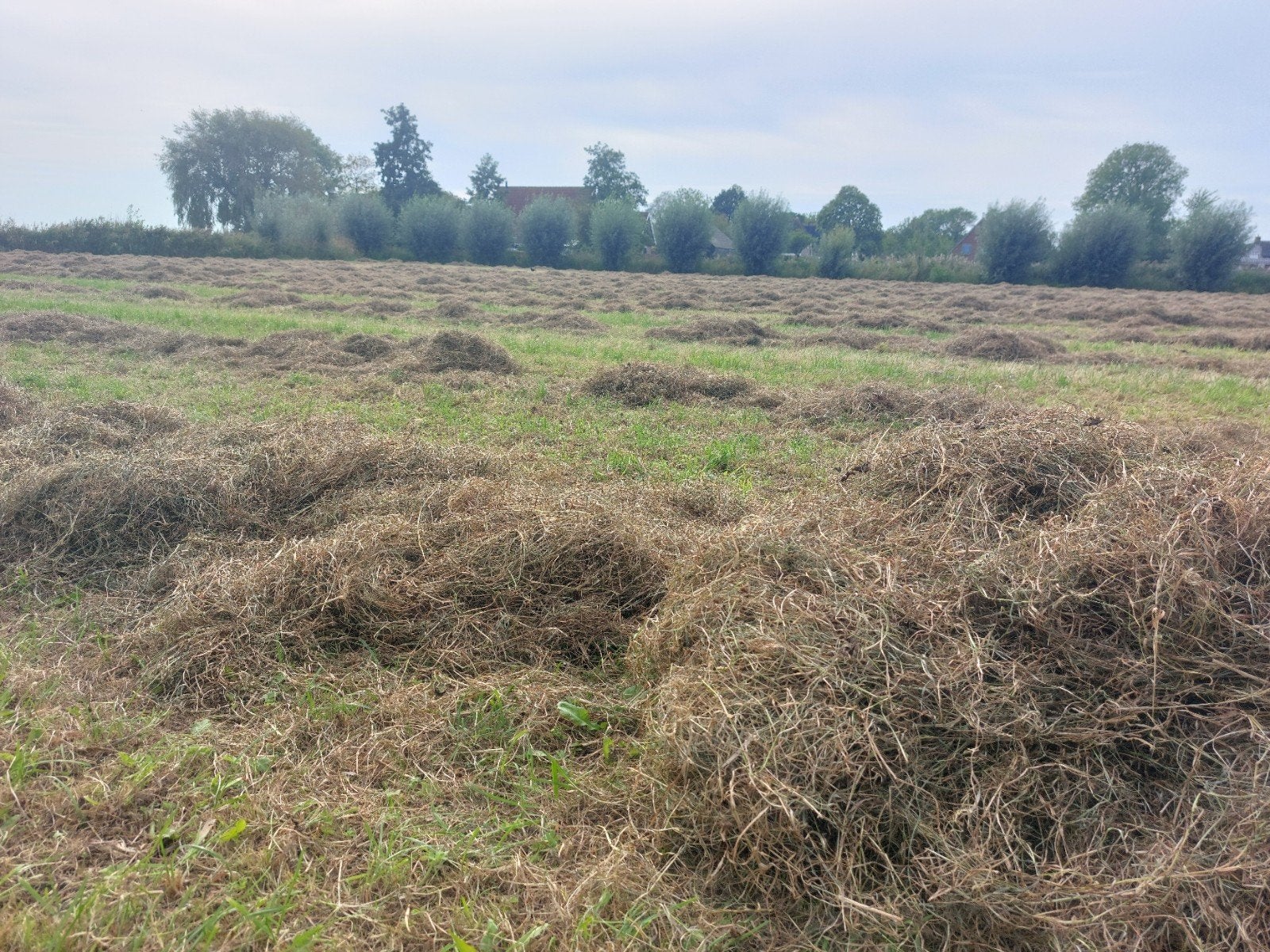 Vers gemaaid hooi te koop - Ideaal voor paarden schapen geit, Ophalen