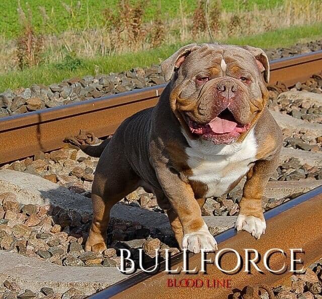 Dekreuen Old engöush Bulldog en Amerikasnse bulldog, Nederland, Parvo, Reu, 8 tot 15 weken