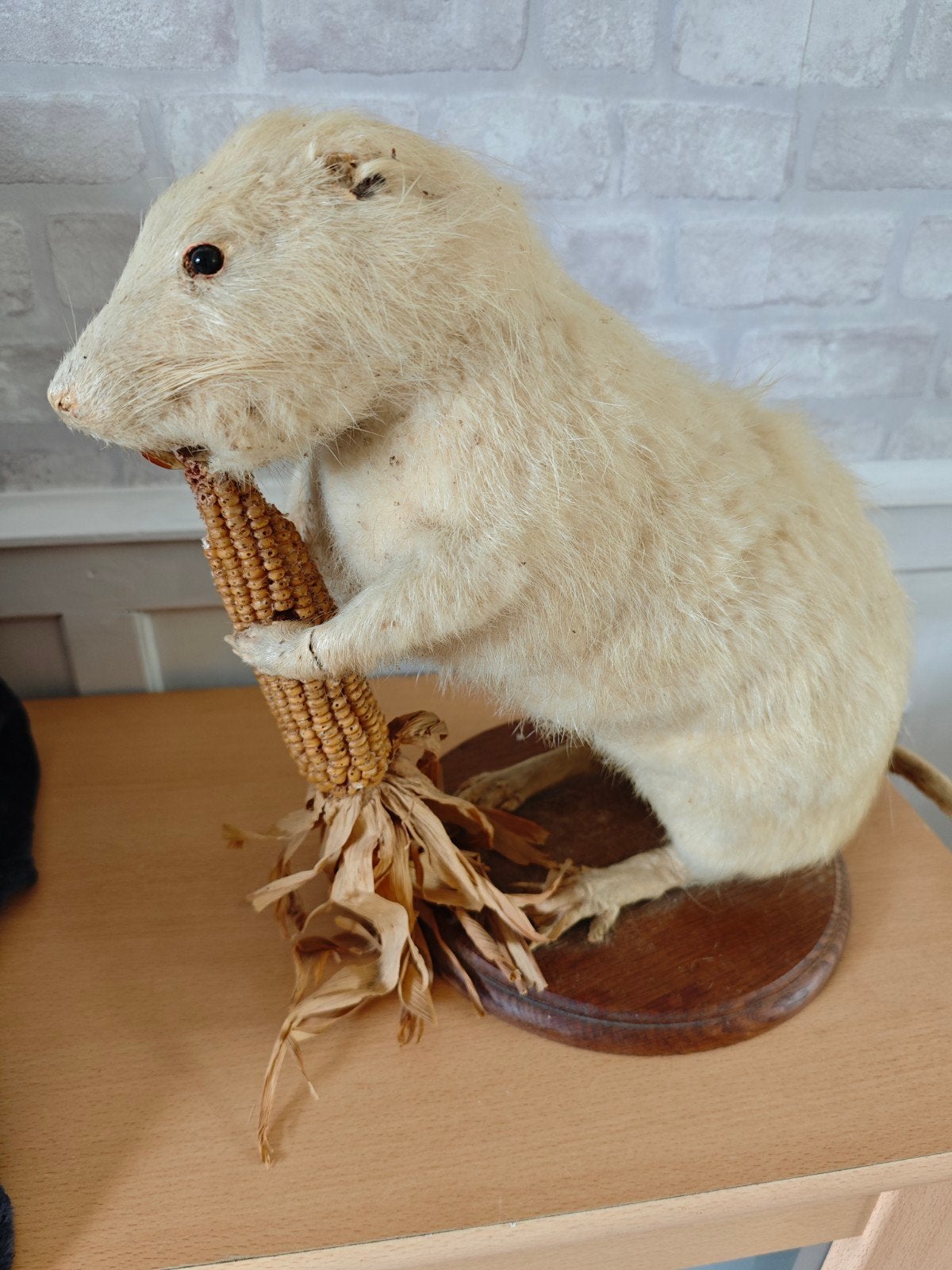 opgezette muskus rat, Verzamelen, Ophalen of Verzenden, Vogel, Opgezet dier