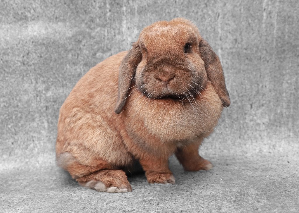 Super lieve knuffelige NHD Dwerg hangoor voedster Fleur, Dieren en Toebehoren, Konijnen, Vrouwelijk, Dwerg, Hangoor, 0 tot 2 jaar