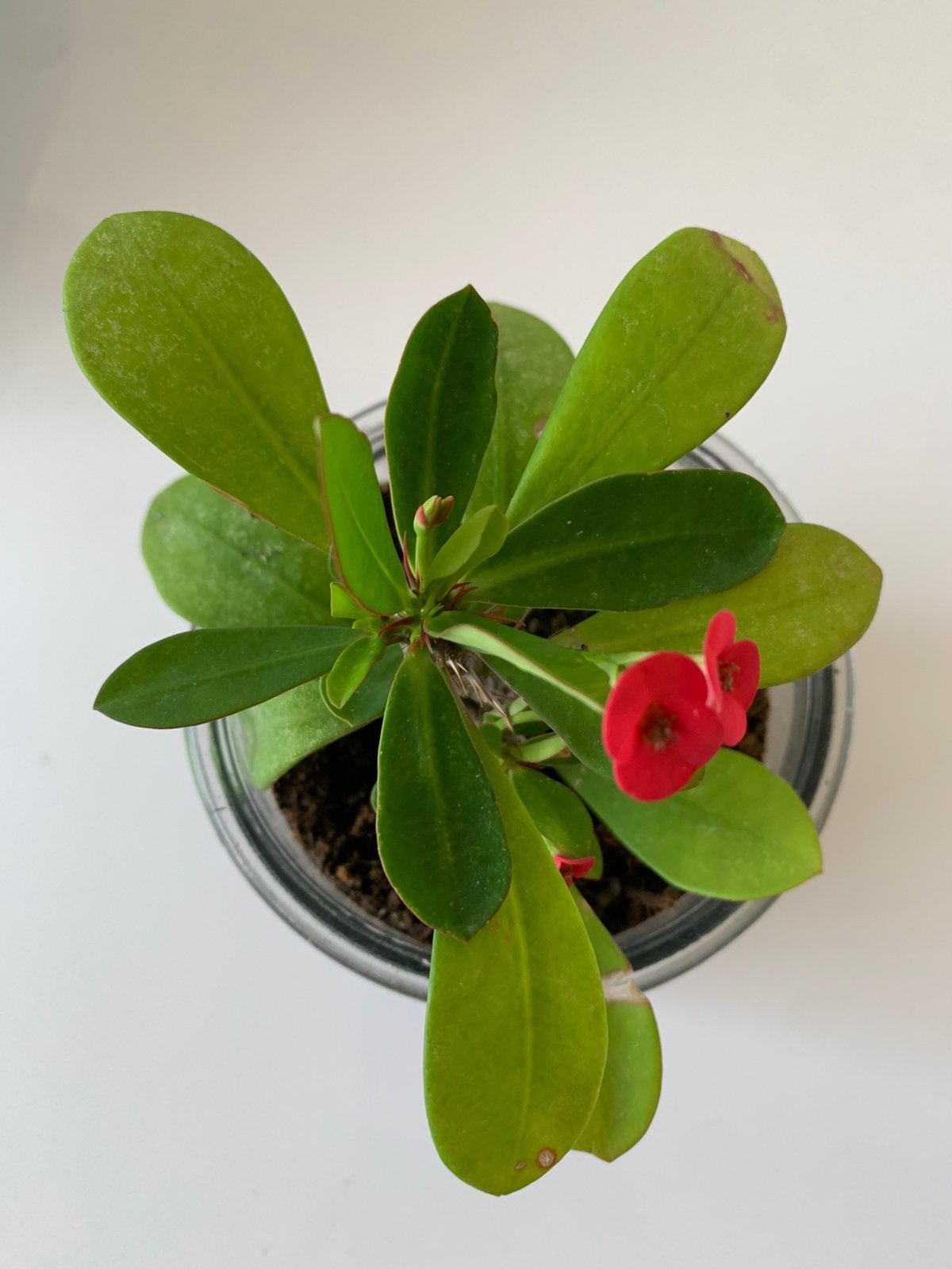 Euphorbia milii, Ophalen of Verzenden