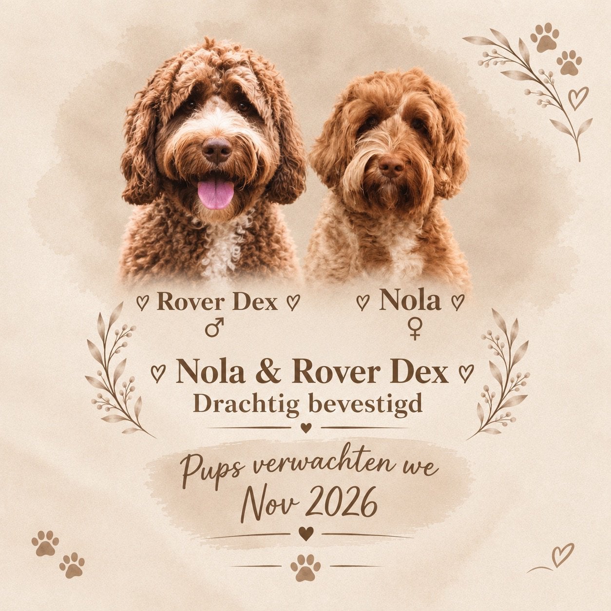 Australian Labradoodle Pups verwacht, Overige rassen, 8 tot 15 weken, Meerdere, Meerdere dieren