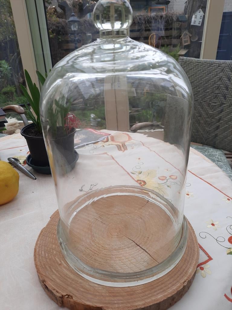 Glazen stolp met houten onderzetter, Ophalen, Zo goed als nieuw