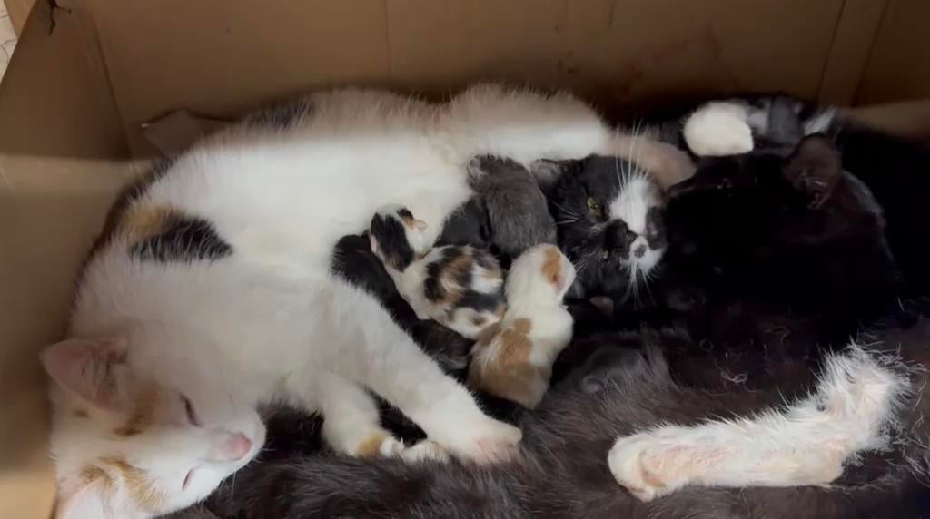 Kittens, Dieren en Toebehoren, Katten en Kittens | Overige Katten, Geslacht onbekend, Kortharig, 0 tot 2 jaar