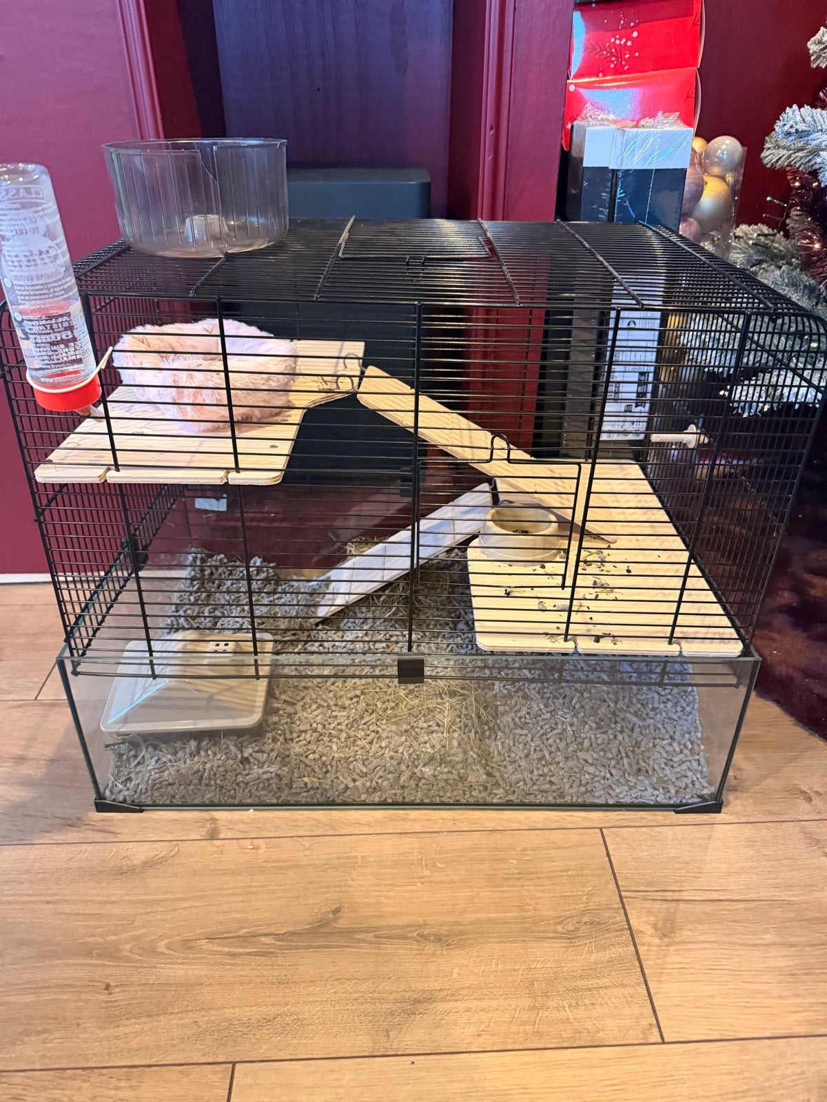 Dwerg hamers en kooi, Dieren en Toebehoren, Hamster, Juli, Vrouwelijk, Tam