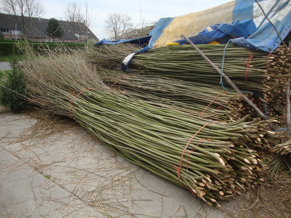 Wilgen., Ophalen, Nieuw, 2 meter of meer, 3 tot 6 meter