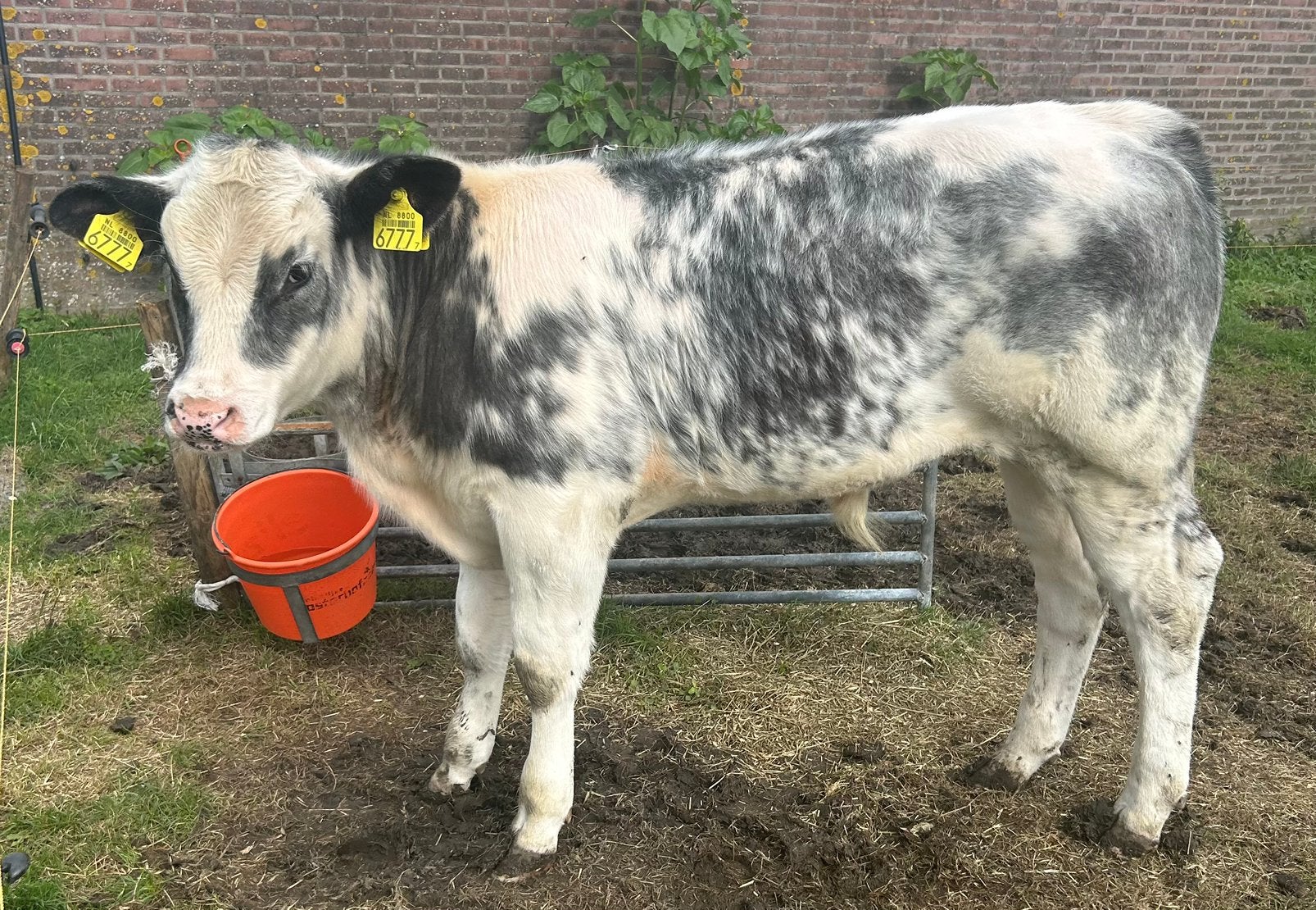 Te koop: Super luxe vleeskalf – Belgisch Blauw x Holstein, Dieren en Toebehoren, Mannelijk, 0 tot 2 jaar