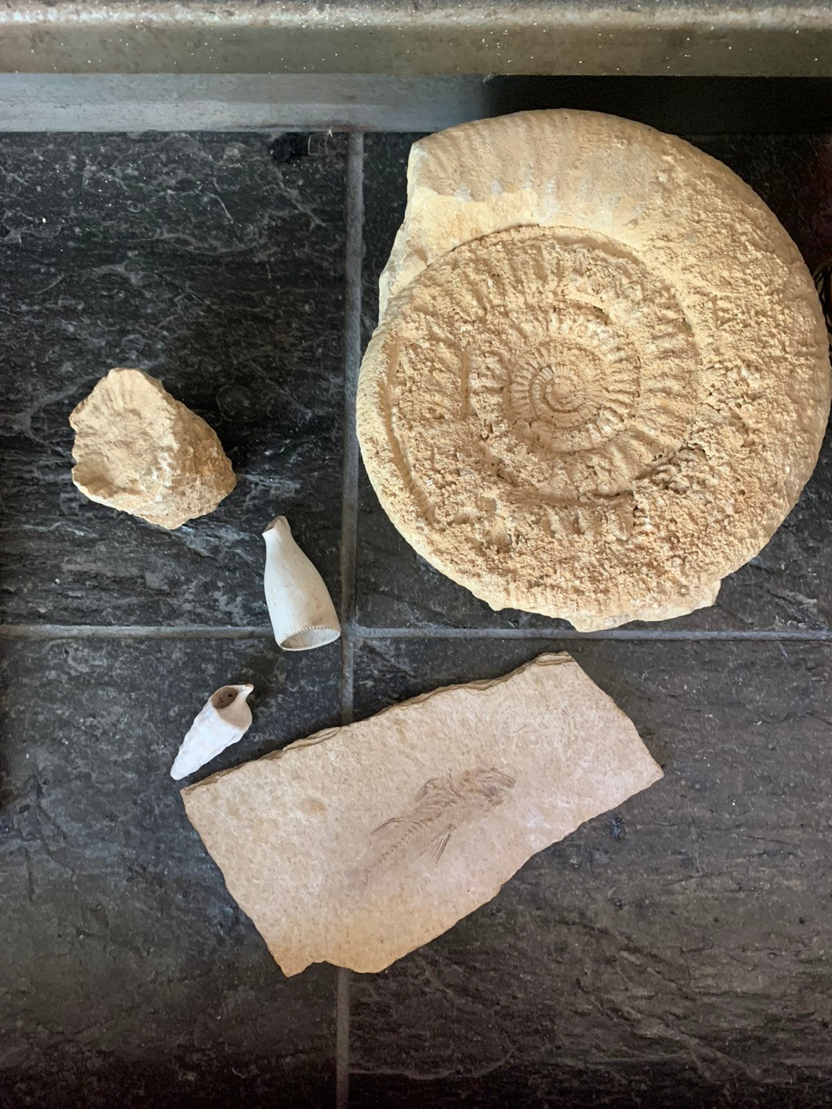 Verzameling fossielen met grote ammoniet, Ophalen of Verzenden, Fossiel