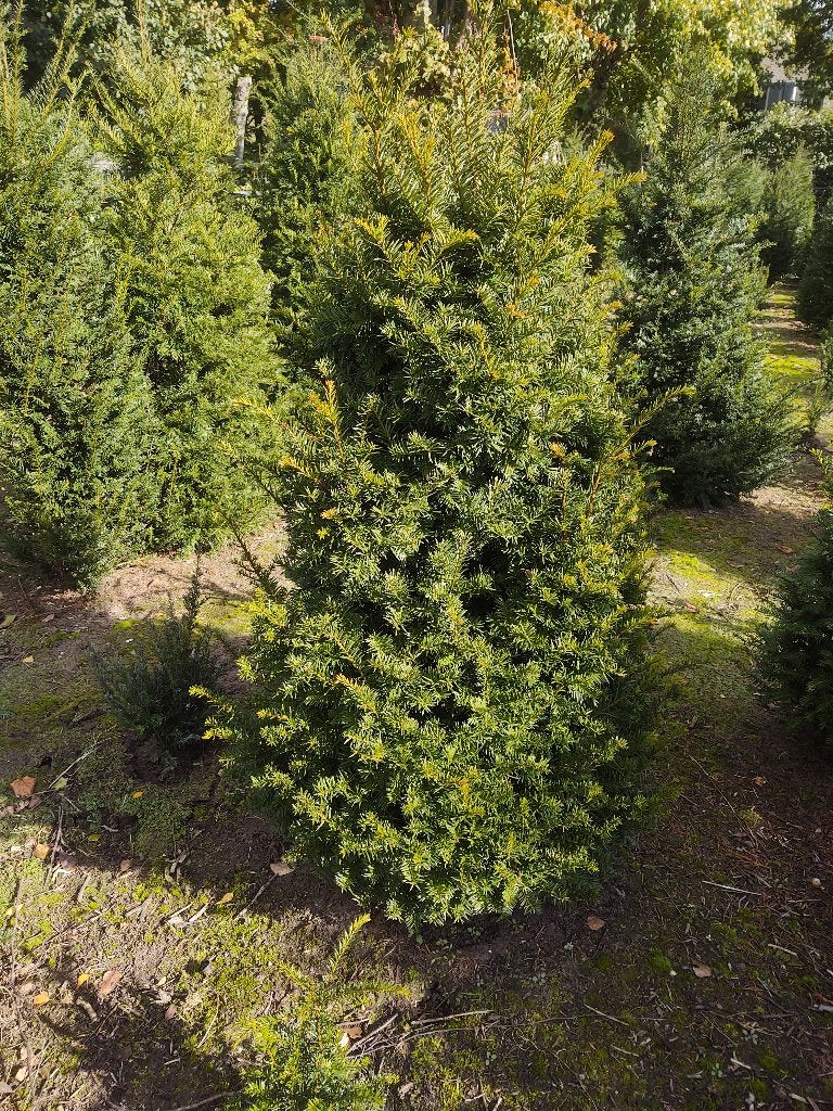 De mooiste volle Taxus Baccata bomen staan in Milheeze., Overige soorten, Lente, 100 tot 250 cm, Ophalen
