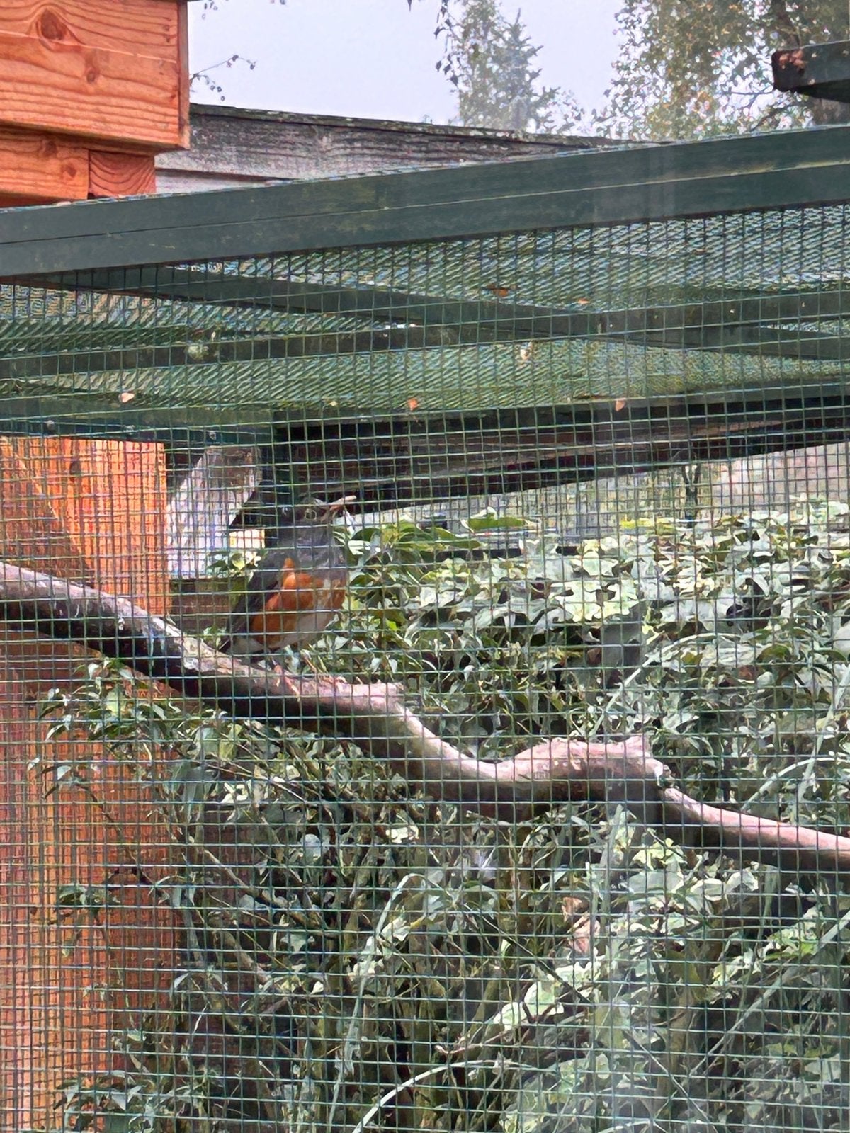 Lijsters Grijskap, Dieren en Toebehoren, Meerdere dieren, Geringd
