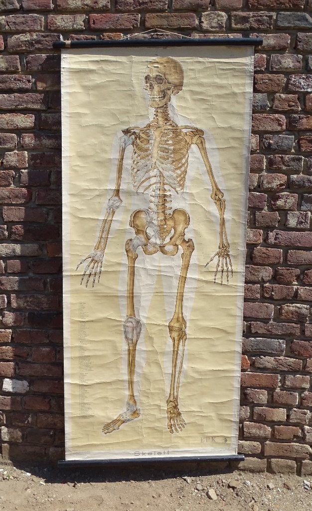 oude schoolkaart anatomie het skelet, Ophalen