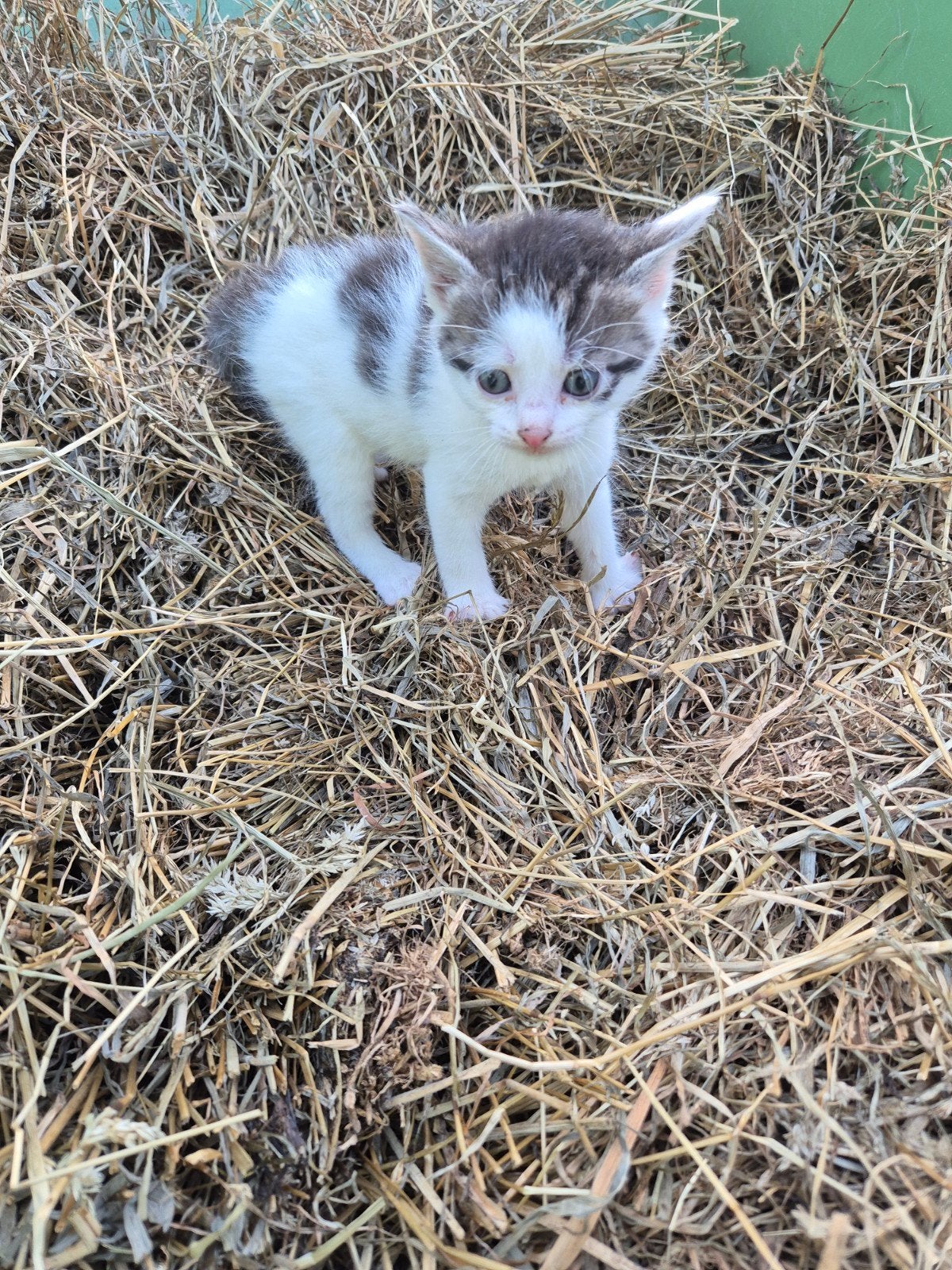 Kitten poesje (kruising Blauwe Rus/Siamees/Brits korthaar/, Poes, Kortharig, 0 tot 2 jaar