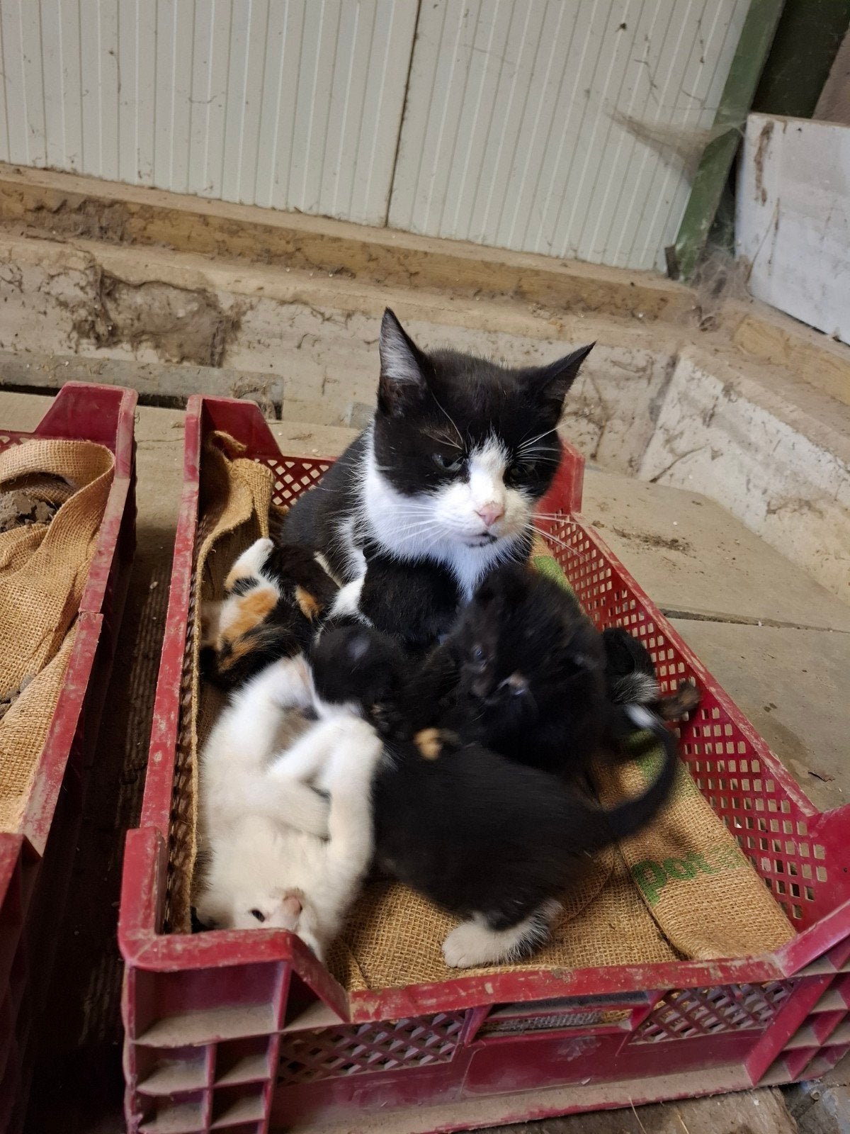 Kittens te koop, Dieren en Toebehoren