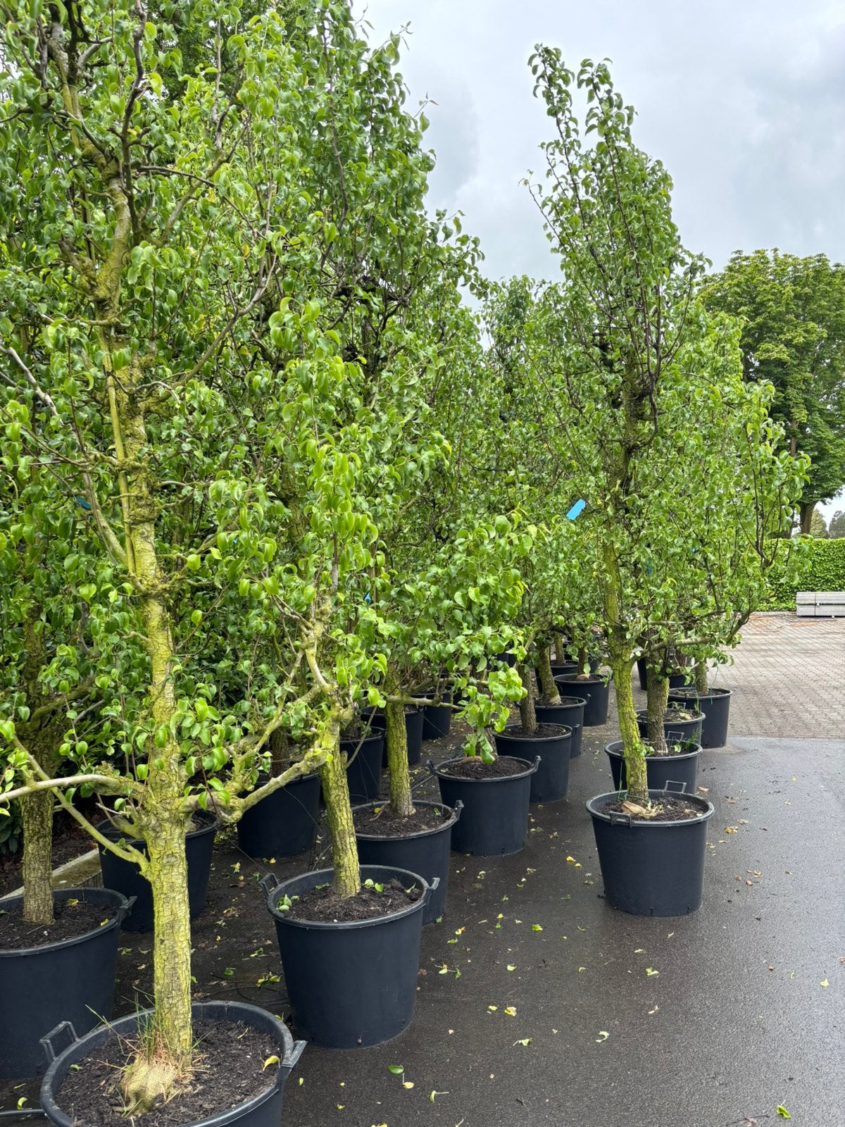 conference perenbomen in pot 25 jaar oud., Tuin en Terras, Planten | Bomen, Ophalen, Volle zon, Overige soorten, 250 tot 400 cm