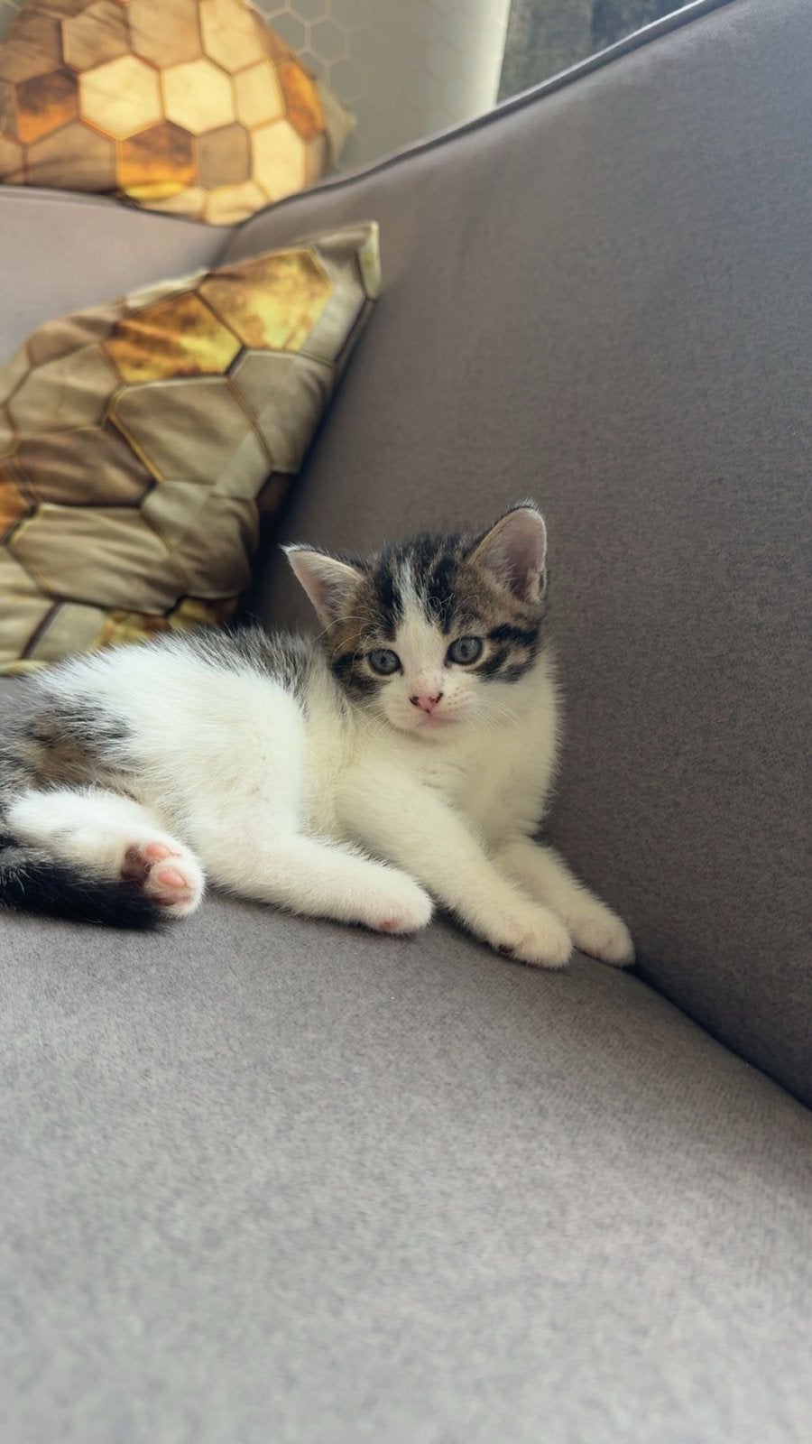 Britse korthaar kittens (5), Poes