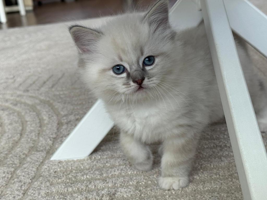 Ragdoll kittens, Meerdere dieren, Met stamboom