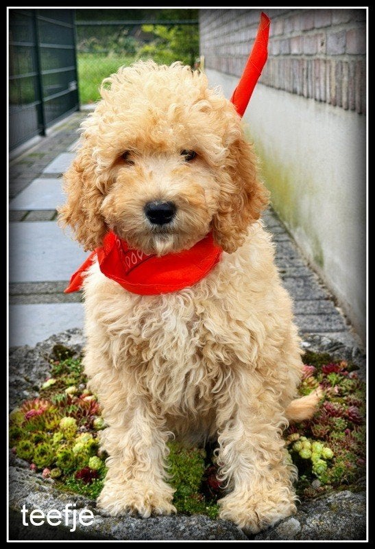 Labradoodle F4 pups. Mogen het nest verlaten., Nederland, Parvo, Overige rassen, 8 tot 15 weken