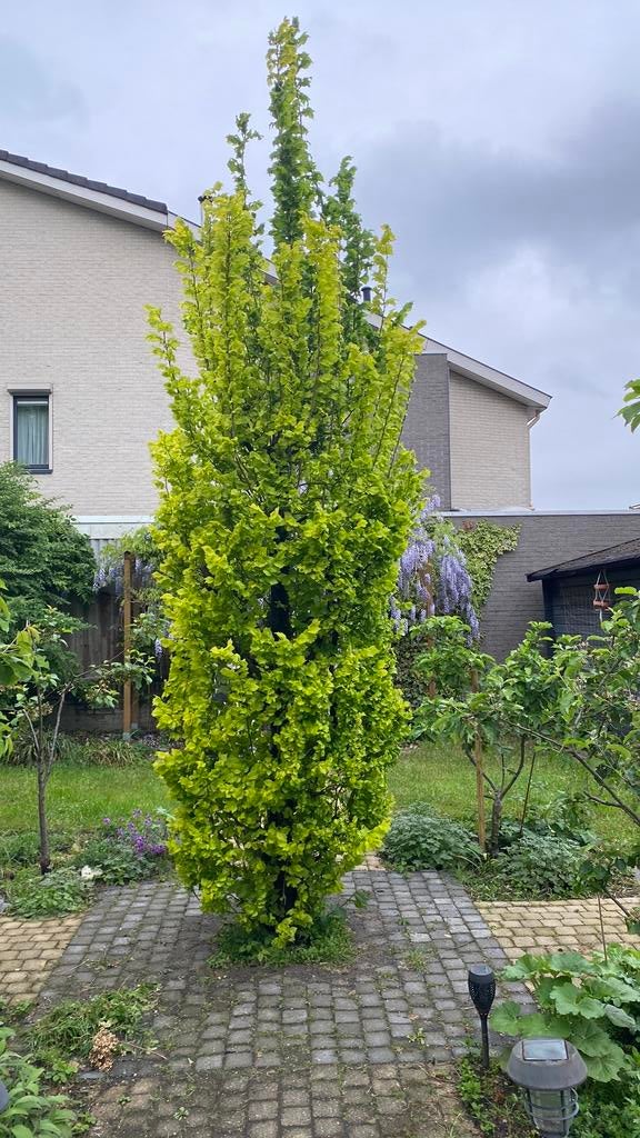 Siberische Iep 4,5 m hoog, Volle zon, Bloeit niet, Ophalen of Verzenden, Zuilboom