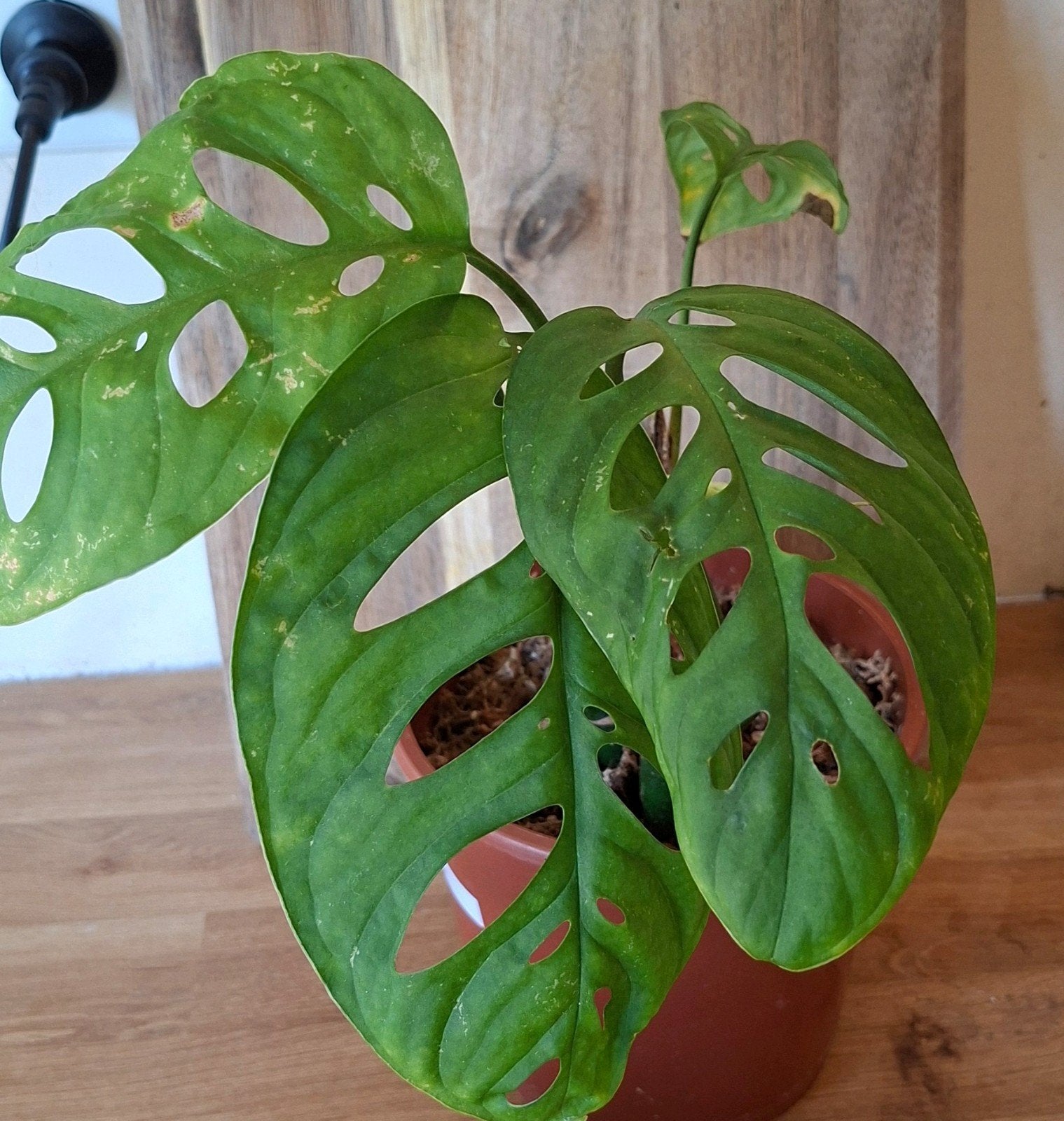 monstera Esqueleto, Ophalen of Verzenden, Halfschaduw, Minder dan 100 cm