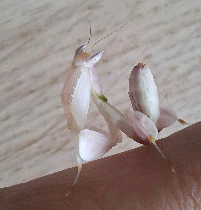 Orchidee bidsprinkhaan/ Hymenopus coronatus, Sprinkhaan of Krekel