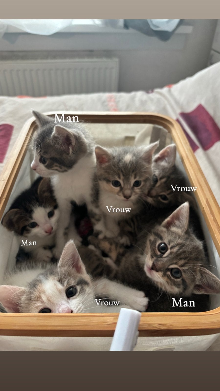 Kittens, Dieren en Toebehoren, Katten en Kittens | Overige Katten, Meerdere dieren