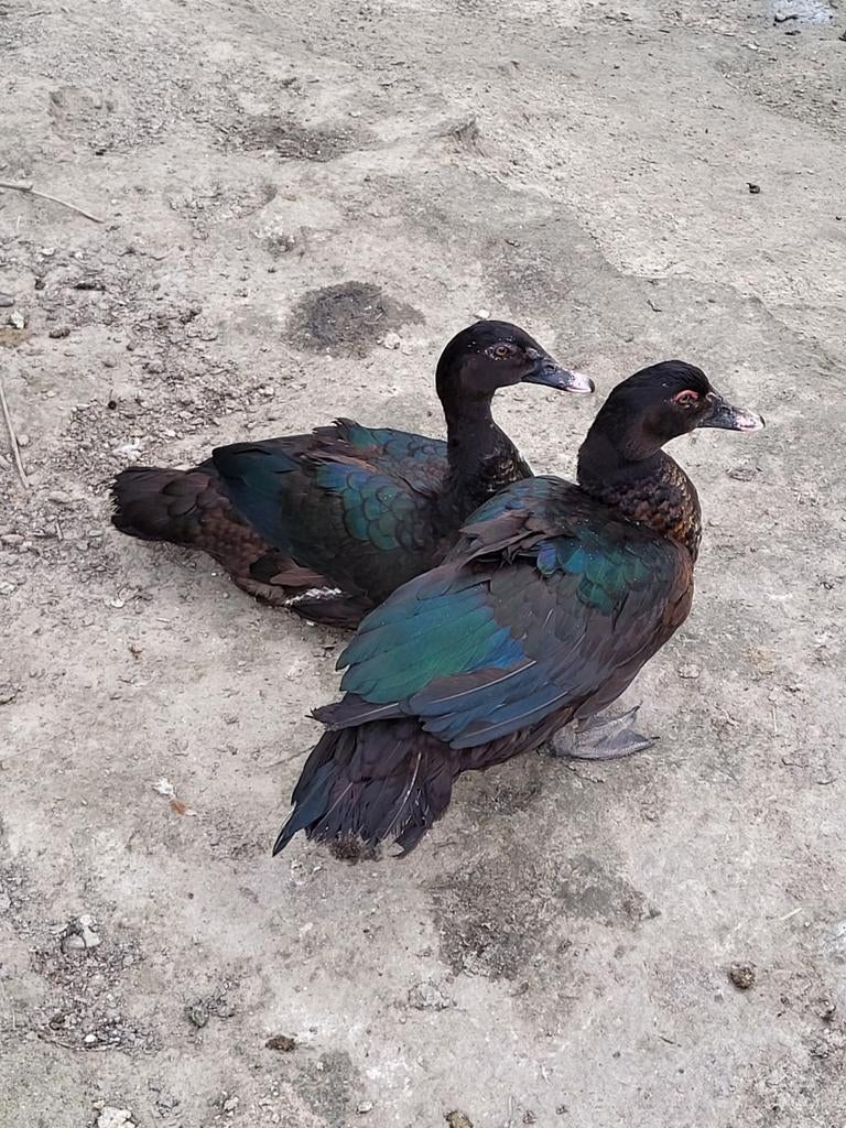 Muskuseenden, Dieren en Toebehoren, Pluimvee, Mannelijk, Eend