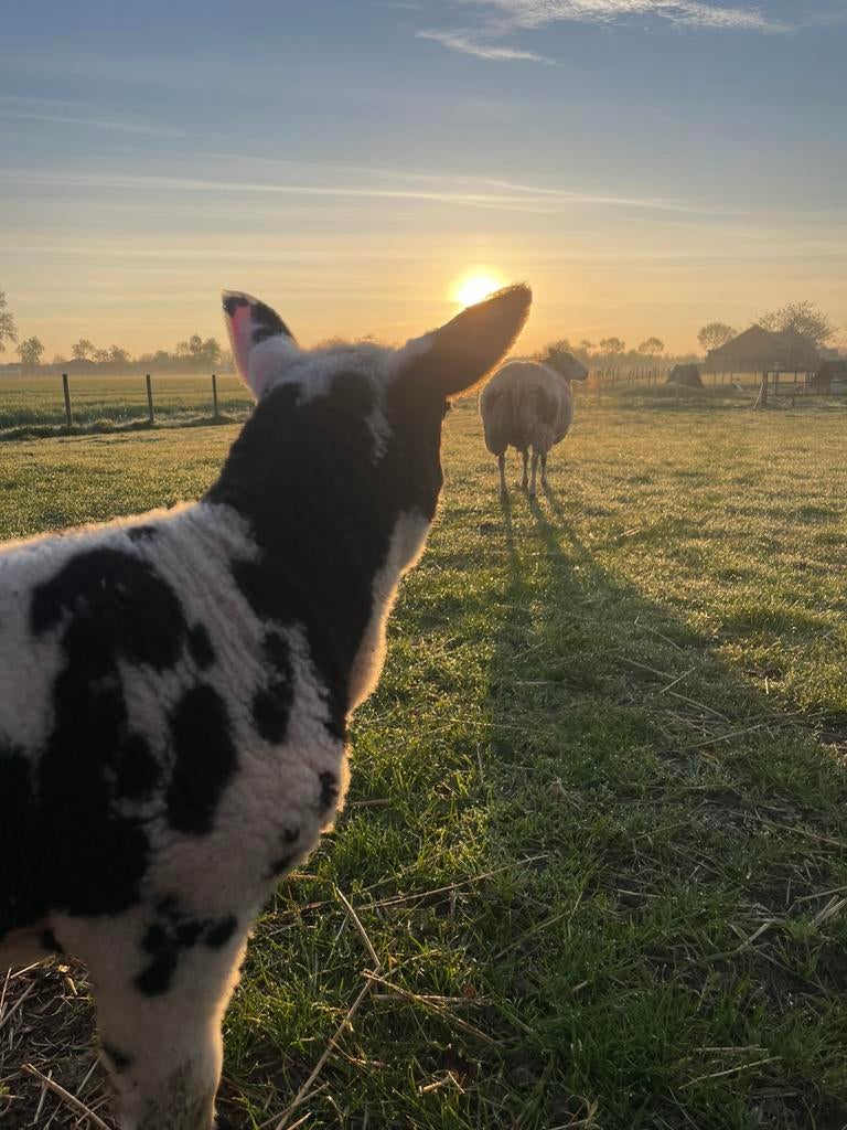 Mooie luxe bont ramlam, Dieren en Toebehoren, Schapen, Geiten en Varkens, Mannelijk, Schaap, 0 tot 2 jaar