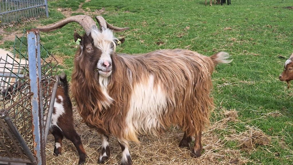 Prachtige landgeit BOK te huur, Dieren en Toebehoren, Schapen, Geiten en Varkens, Mannelijk, Geit