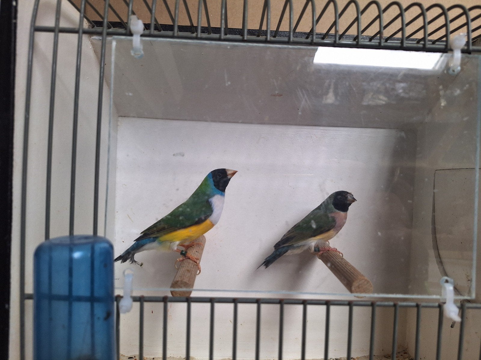 koppel gouldamadines zk wb split ok x zk pb split ok, Dieren en Toebehoren, Meerdere dieren, Tropenvogel, Geringd