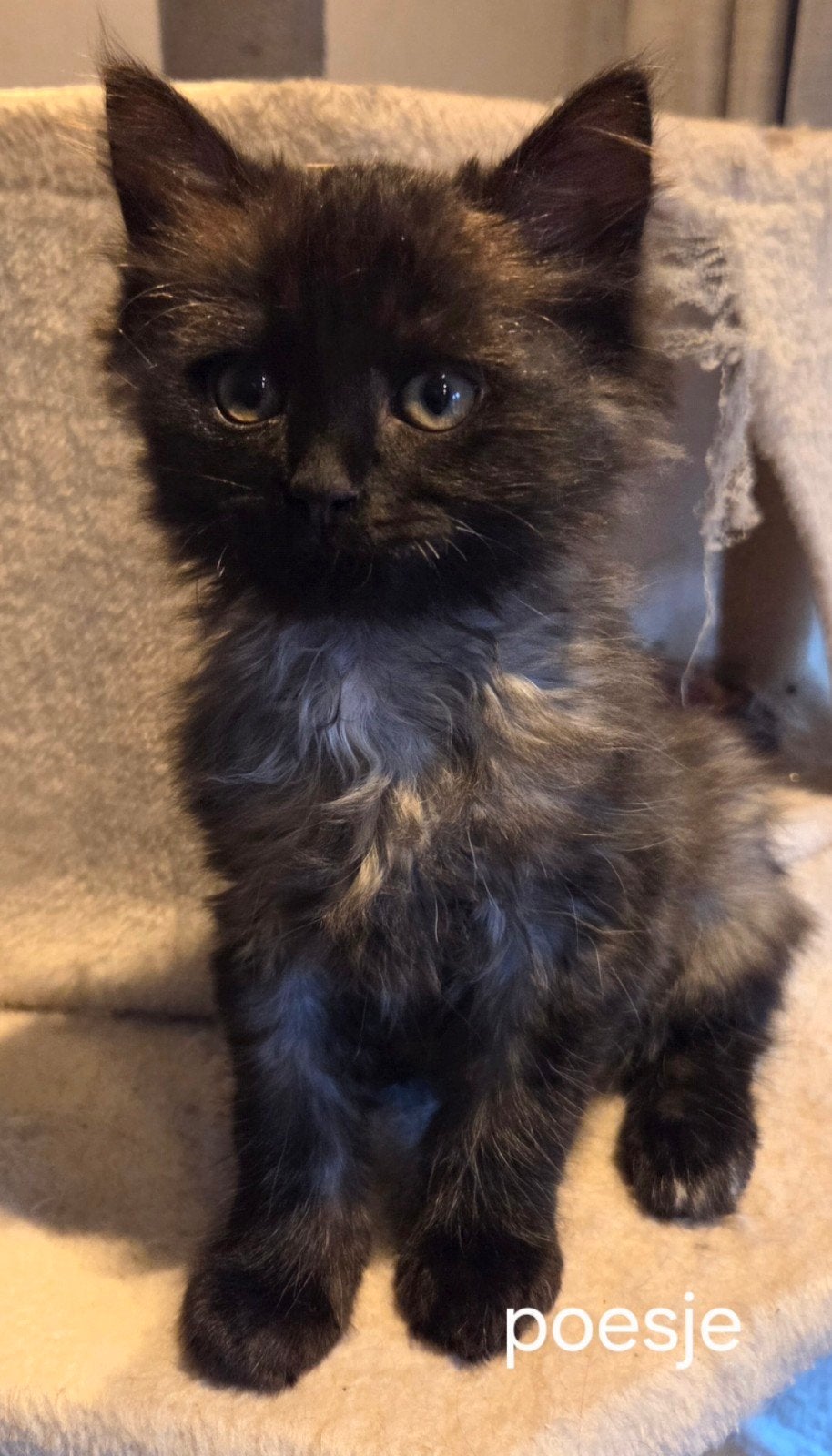 Lieve kleine  pluizen bolletjes  update, Meerdere dieren, Ontwormd