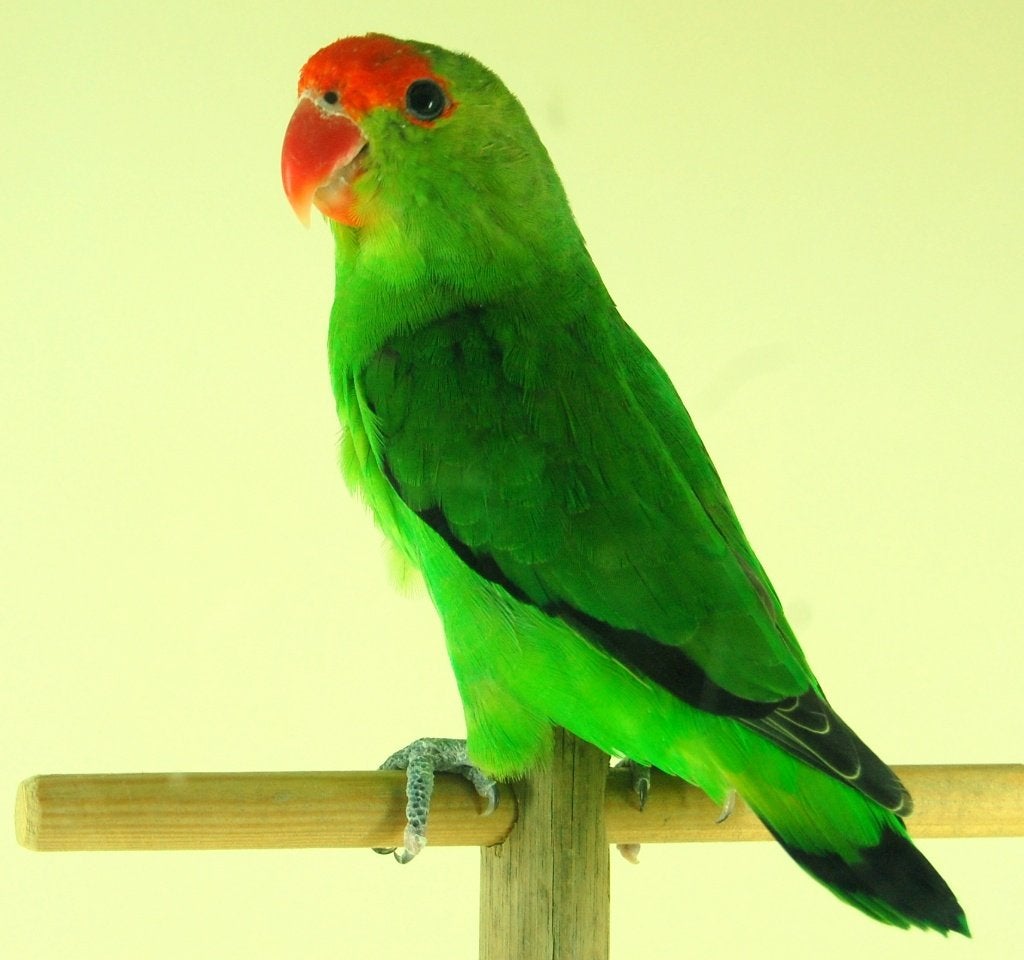 Agapornis Taranta, Meerdere dieren, Dwergpapegaai of Agapornis, Geringd