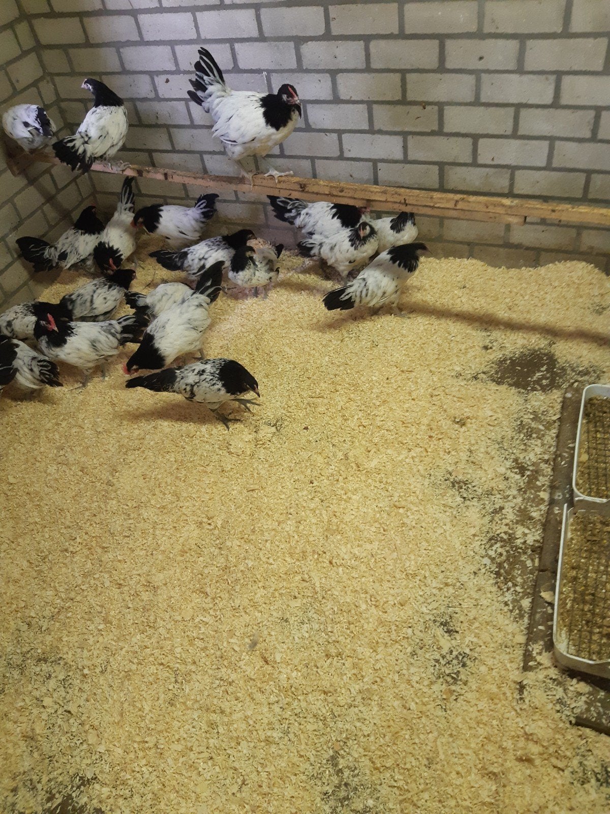 lakenvelder hanen, Dieren en Toebehoren, Mannelijk, Kip