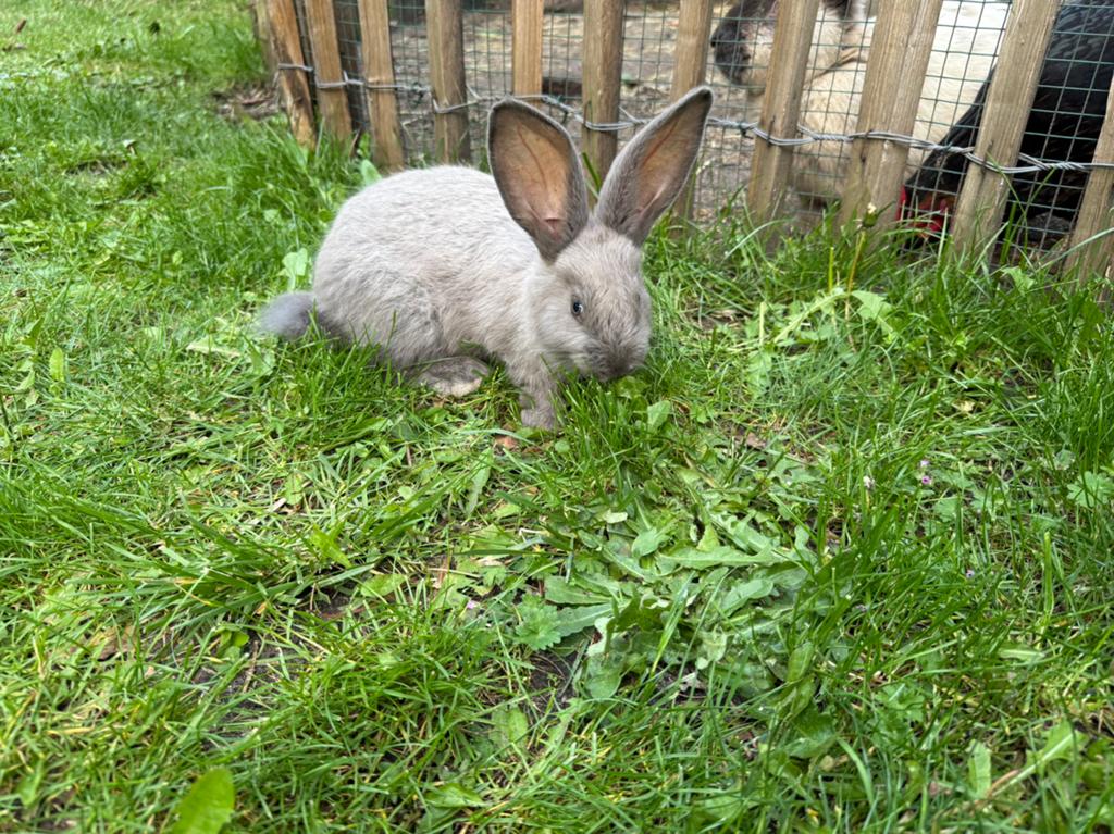 Duitse reus voedster, Dieren en Toebehoren, Konijnen, Vrouwelijk, Groot