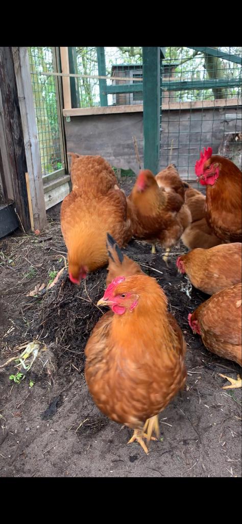New Hamsphire broedeieren, Dieren en Toebehoren, Pluimvee, Geslacht onbekend, Kip