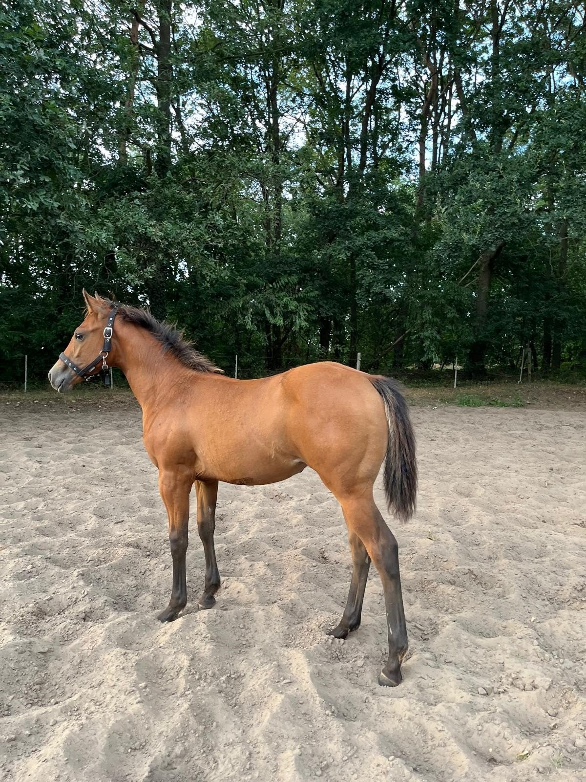 Super lief foundation Quarter Horse  merrie veulen, Merrie, Minder dan 160 cm, Niet van toepassing, 0 tot 2 jaar